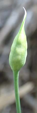 Allium subhirsutum \ Wimperbl&auml;ttriger Lauch / Hairy Garlic, Samos Potami 15.4.2017