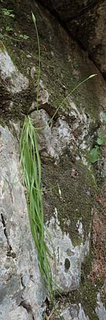 Allium subhirsutum \ Wimperbl&auml;ttriger Lauch / Hairy Garlic, Samos Potami 15.4.2017