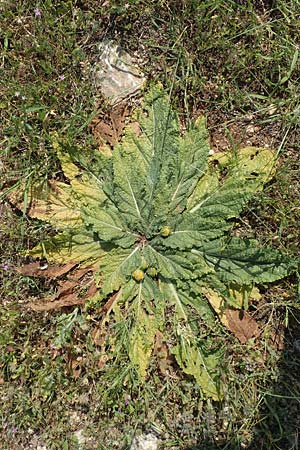 Mandragora officinarum \ Alraune, Alraunwurzel / Mandrake, Samos Psili Ammos 16.4.2017