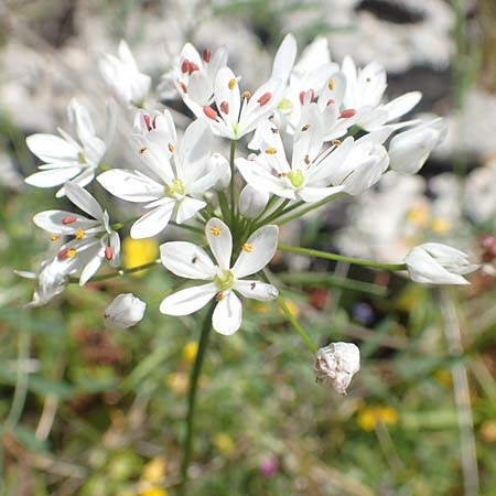Allium subhirsutum \ Wimperbl&auml;ttriger Lauch / Hairy Garlic, Samos Limnionas 18.4.2017