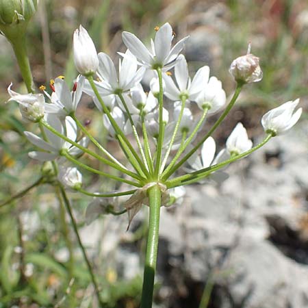Allium subhirsutum \ Wimperbl&auml;ttriger Lauch / Hairy Garlic, Samos Limnionas 18.4.2017