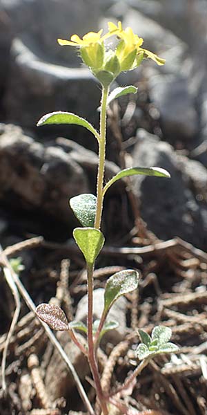 Alyssum fulvescens \ Br&auml;unliches Steinkraut / Brownish Alison, Samos Kallithea 18.4.2017
