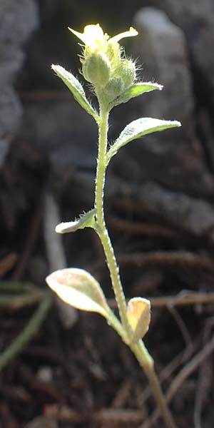 Alyssum fulvescens \ Br&auml;unliches Steinkraut / Brownish Alison, Samos Kallithea 18.4.2017