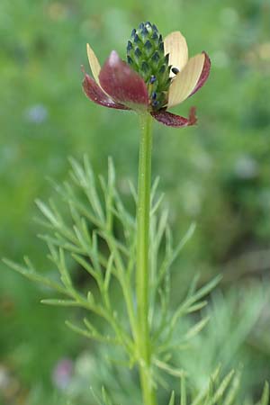 Adonis microcarpa \ Kleinfr&uuml;chtiges Adonisr�schen / Small-Fruit Pheasant's Eye, Red Chamomile, Samos Kamara 16.4.2017