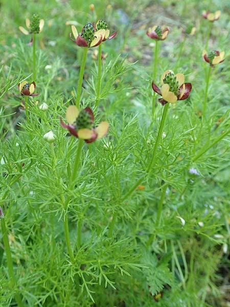 Adonis microcarpa \ Kleinfr&uuml;chtiges Adonisr�schen / Small-Fruit Pheasant's Eye, Red Chamomile, Samos Kamara 16.4.2017