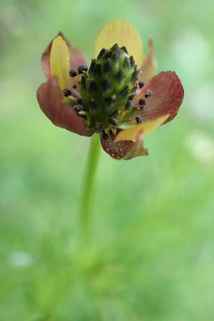 Adonis microcarpa \ Kleinfr&uuml;chtiges Adonisr�schen / Small-Fruit Pheasant's Eye, Red Chamomile, Samos Kamara 16.4.2017
