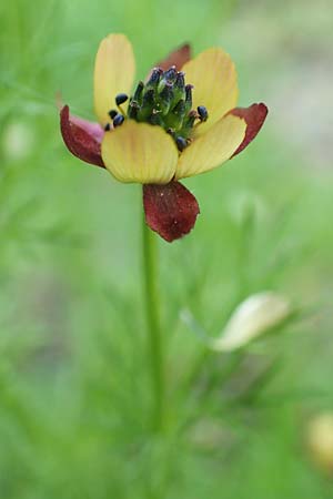 Adonis microcarpa \ Kleinfr&uuml;chtiges Adonisr�schen / Small-Fruit Pheasant's Eye, Red Chamomile, Samos Kamara 16.4.2017