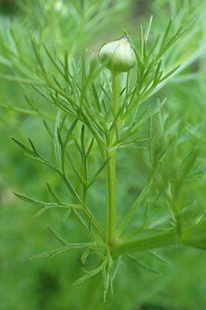 Adonis microcarpa \ Kleinfr&uuml;chtiges Adonisr�schen / Small-Fruit Pheasant's Eye, Red Chamomile, Samos Kamara 16.4.2017