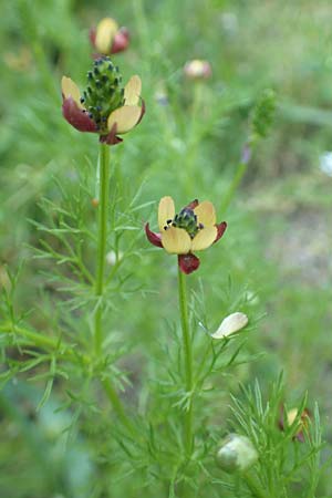 Adonis microcarpa \ Kleinfr&uuml;chtiges Adonisr�schen / Small-Fruit Pheasant's Eye, Red Chamomile, Samos Kamara 16.4.2017