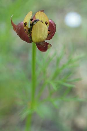 Adonis microcarpa \ Kleinfr&uuml;chtiges Adonisr�schen / Small-Fruit Pheasant's Eye, Red Chamomile, Samos Kamara 16.4.2017