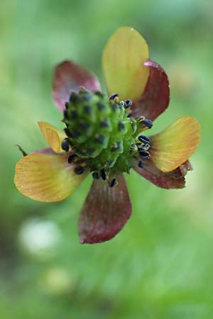 Adonis microcarpa \ Kleinfr&uuml;chtiges Adonisr�schen / Small-Fruit Pheasant's Eye, Red Chamomile, Samos Kamara 16.4.2017