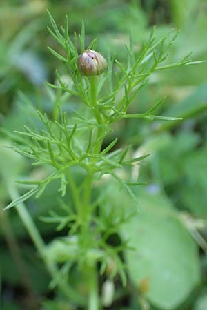 Adonis microcarpa \ Kleinfr&uuml;chtiges Adonisr�schen / Small-Fruit Pheasant's Eye, Red Chamomile, Samos Kamara 16.4.2017