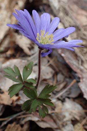 Anemone blanda \ Strahlen-Anemone / Mountain Windflower, Samos Mt. Ambelos 12.4.2017