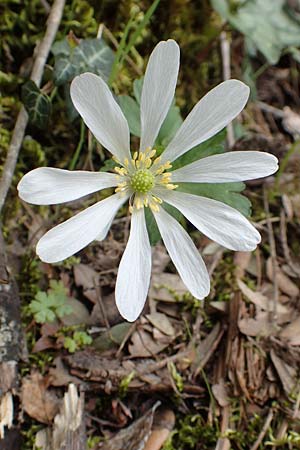 Anemone blanda \ Strahlen-Anemone / Mountain Windflower, Samos Mt. Ambelos 12.4.2017