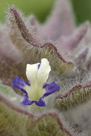 Ajuga orientalis \ stlicher Gnsel, Orientalischer Gnsel / Eastern Bugle, Samos Mt. Ambelos 12.4.2017