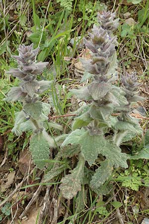 Ajuga orientalis \ stlicher Gnsel, Orientalischer Gnsel / Eastern Bugle, Samos Mt. Ambelos 12.4.2017