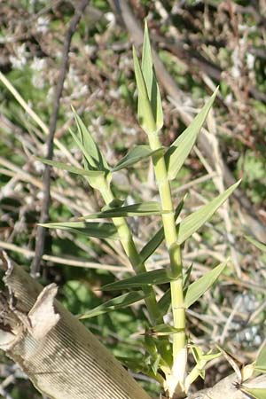 Arundo plinii \ Plinius' Pfahlrohr / Pliny's Reed, Samos Mykali 19.4.2017