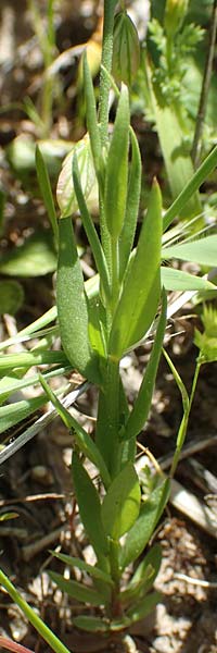 Arundo plinii \ Plinius' Pfahlrohr / Pliny's Reed, Samos Mykali 19.4.2017