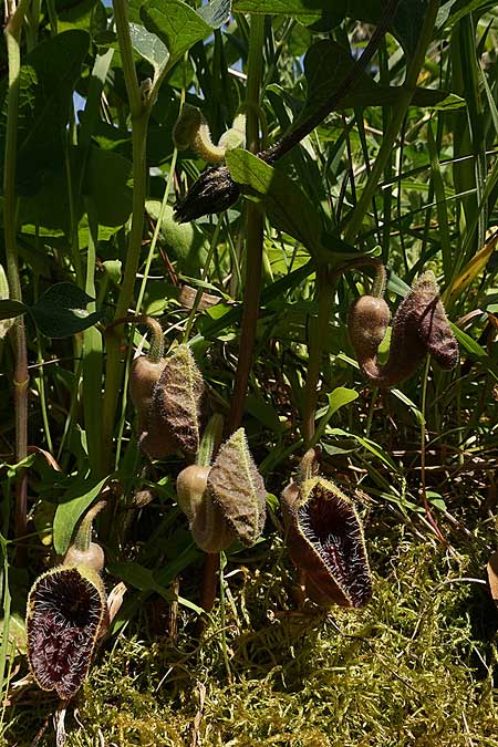 Aristolochia hirta \ Haarige Osterluzei / Hairy Birthwort, Samos Westen/West 13.4.2022 (Photo: Helmut Presser)