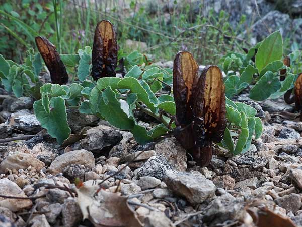 Aristolochia incisa \ Samos-Osterluzei / Incised Birthwort, Samos S&uuml;dosten/Southeast 21.4.2022 (Photo: Helmut Presser)