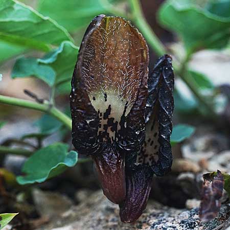 Aristolochia incisa \ Samos-Osterluzei / Incised Birthwort, Samos S&uuml;dosten/Southeast 21.4.2022 (Photo: Helmut Presser)