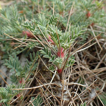 Astragalus condensatus ? \ Kompakter Tragant, Samos Lazaros in Mt. Ambelos 12.4.2017