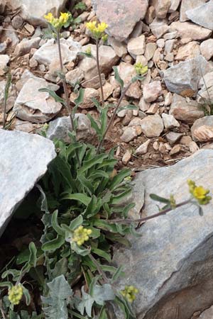 Aurinia saxatilis subsp. orientalis \ &Ouml;stliches Felsen-Steinkraut / Basket of Gold, Goldentuft Alyssum, Samos Lazaros in Mt.  Ambelos 12.4.2017
