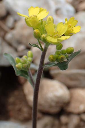 Aurinia saxatilis subsp. orientalis \ &Ouml;stliches Felsen-Steinkraut / Basket of Gold, Goldentuft Alyssum, Samos Lazaros in Mt.  Ambelos 12.4.2017
