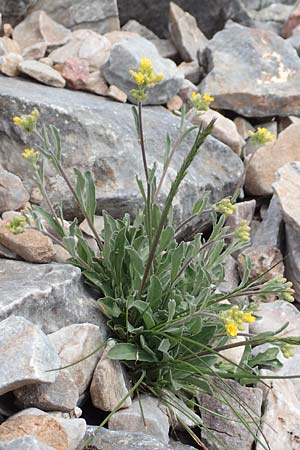 Aurinia saxatilis subsp. orientalis \ &Ouml;stliches Felsen-Steinkraut / Basket of Gold, Goldentuft Alyssum, Samos Lazaros in Mt.  Ambelos 12.4.2017