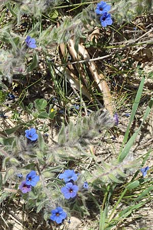 Alkanna tinctoria \ F&auml;rber-Alkanna, Schminkwurz / Alkanet, Samos Paleokastro 11.4.2017