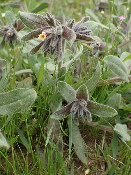 Alkanna tubulosa \ R&ouml;hrenf&ouml;rmige Schminkwurz / Tubular Alkanet, Samos Mt.  Ambelos 12.4.2017