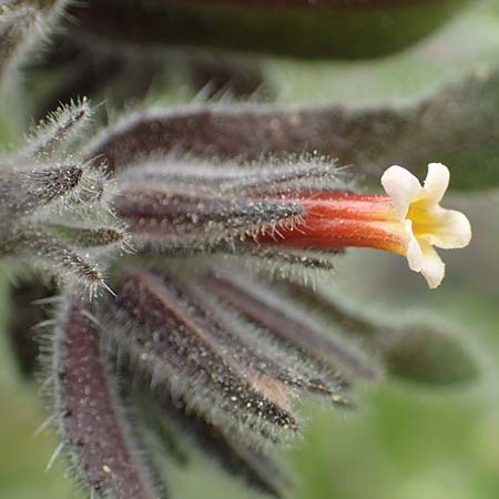 Alkanna tubulosa \ R&ouml;hrenf&ouml;rmige Schminkwurz / Tubular Alkanet, Samos Mt.  Ambelos 12.4.2017