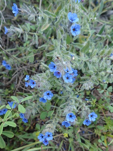 Alkanna tinctoria \ F&auml;rber-Alkanna, Schminkwurz / Alkanet, Samos Myloi 13.4.2017