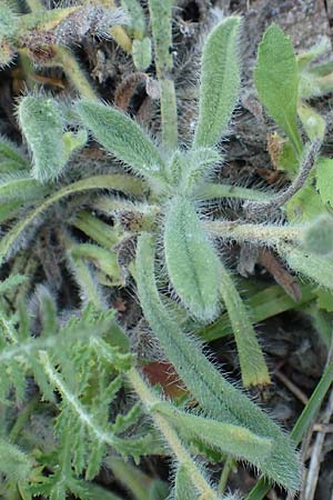 Alkanna tinctoria \ F&auml;rber-Alkanna, Schminkwurz / Alkanet, Samos Myloi 13.4.2017