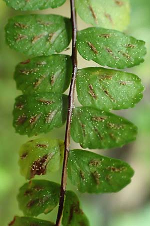 Asplenium trichomanes subsp. quadrivalens \ Tetraploider Brauner Streifenfarn, Gewhnlicher Brauner Streifenfarn / Tetraploid Spleenwort, Samos Ambelos 14.4.2017