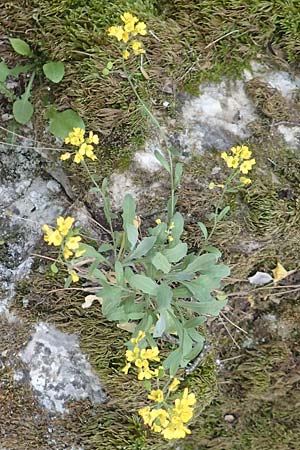 Aurinia saxatilis subsp. orientalis \ &Ouml;stliches Felsen-Steinkraut / Basket of Gold, Goldentuft Alyssum, Samos Kallithea 18.4.2017
