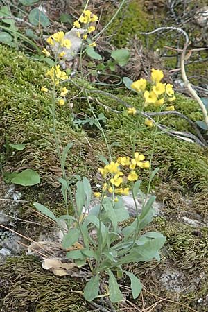 Aurinia saxatilis subsp. orientalis \ &Ouml;stliches Felsen-Steinkraut / Basket of Gold, Goldentuft Alyssum, Samos Kallithea 18.4.2017