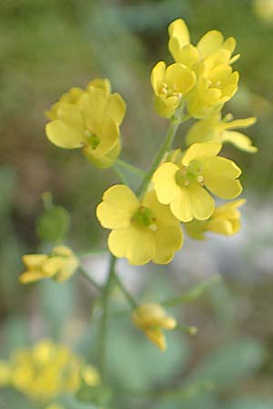 Aurinia saxatilis subsp. orientalis \ &Ouml;stliches Felsen-Steinkraut / Basket of Gold, Goldentuft Alyssum, Samos Kallithea 18.4.2017