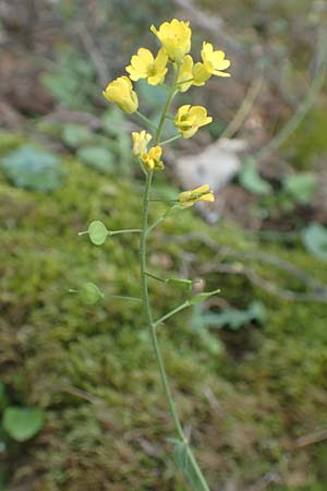 Aurinia saxatilis subsp. orientalis \ &Ouml;stliches Felsen-Steinkraut / Basket of Gold, Goldentuft Alyssum, Samos Kallithea 18.4.2017