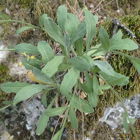 Aurinia saxatilis subsp. orientalis \ &Ouml;stliches Felsen-Steinkraut / Basket of Gold, Goldentuft Alyssum, Samos Kallithea 18.4.2017