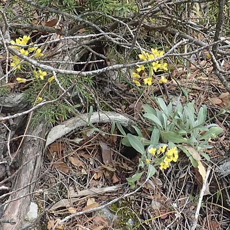 Aurinia saxatilis subsp. orientalis \ &Ouml;stliches Felsen-Steinkraut / Basket of Gold, Goldentuft Alyssum, Samos Kallithea 18.4.2017