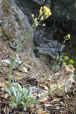 Aurinia saxatilis subsp. orientalis \ &Ouml;stliches Felsen-Steinkraut / Basket of Gold, Goldentuft Alyssum, Samos Kallithea 18.4.2017