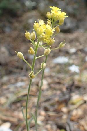 Aurinia saxatilis subsp. orientalis \ &Ouml;stliches Felsen-Steinkraut / Basket of Gold, Goldentuft Alyssum, Samos Kallithea 18.4.2017
