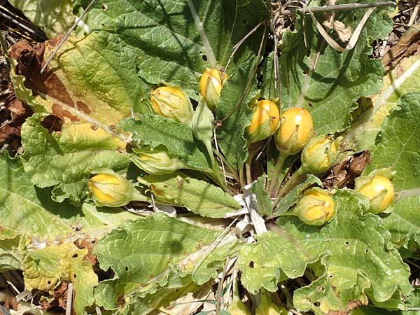 Mandragora officinarum \ Alraune, Alraunwurzel / Mandrake, Samos Mykali 19.4.2017