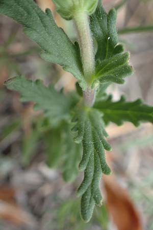Bellardia trixago \ Bunte Bellardie / Bastard Balm, Samos Spatharei 17.4.2017