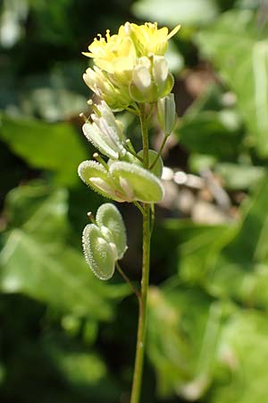 Biscutella didyma \ Einj&auml;hriges Brillensch�tchen / Annual Buckler Mustard, Samos Stavrinides 14.4.2017