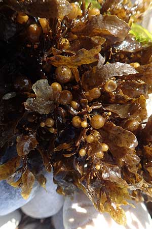 Sargassum muticum \ Japanischer Beeren-Tang, Samos Mykali 19.4.2017