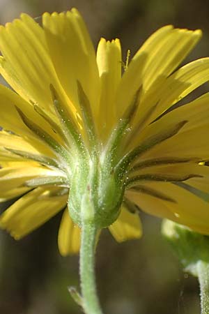 Crepis fraasii \ Fraas' Pippau, Samos Potami 15.4.2017