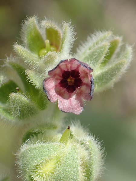 Cynoglossum columnae \ Colonna-Hundszunge / Colonna Hound's-Tongue, Samos Pythagorio 13.4.2017