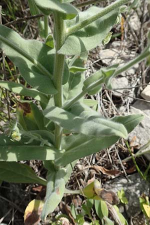 Cynoglossum columnae \ Colonna-Hundszunge / Colonna Hound's-Tongue, Samos Pythagorio 13.4.2017